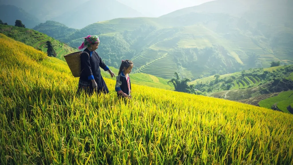 Two people walking through a terraced rice field in the hills