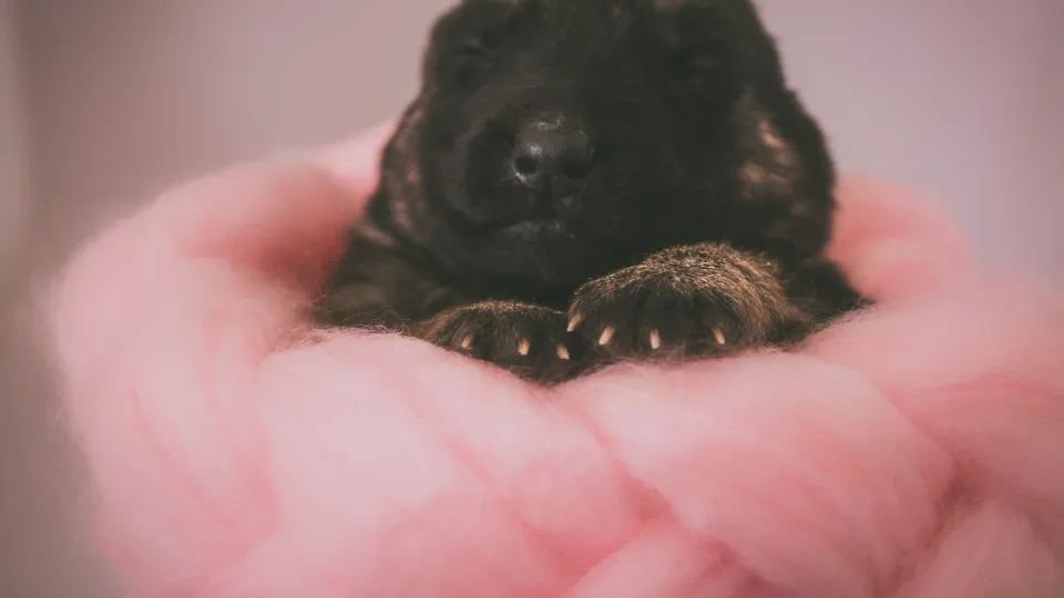 Small black puppy resting its paws on soft pink wool